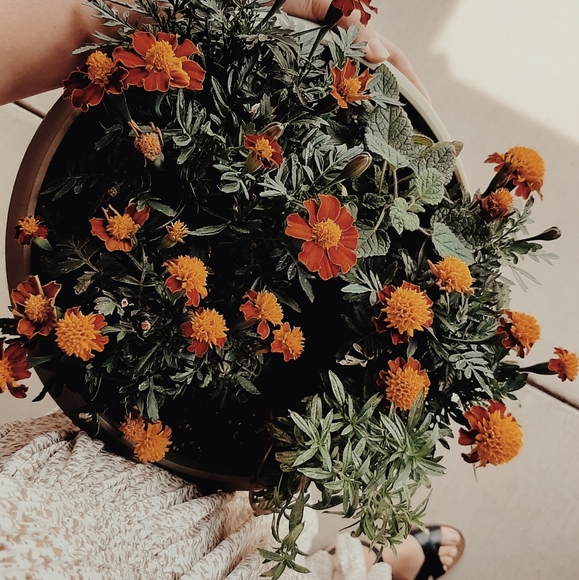 Meet your Posher, Melody - Picture 3 of 6